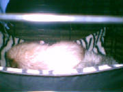 gizmo.jpg