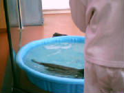 otter.jpg