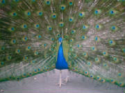 peacock.jpg